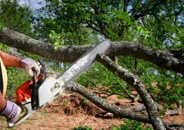 Best Storm Damage Tree Cleanup  in Smithville, MO